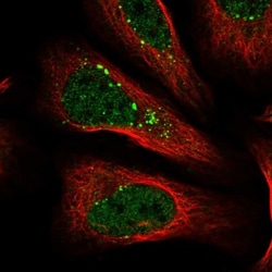 NEDP1/SENP8 Antibody, Novus Biologicals:Antibodies:Primary Antibodies